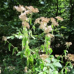 Eupatorium cannabinum - Hamp-hjortetrøst