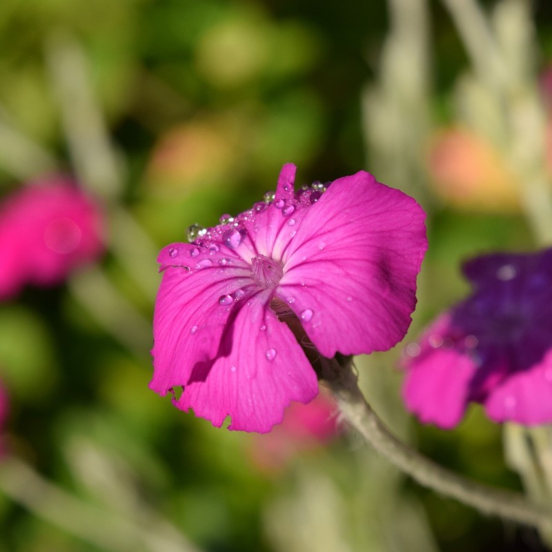 Lychnis coronaria - Haveklinte