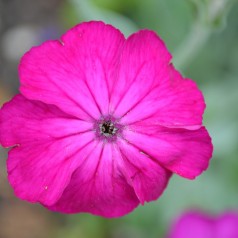 Lychnis coronaria - Haveklinte