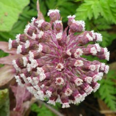 Petasites hybridus - Hestehov