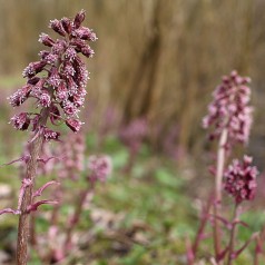 Petasites hybridus - Hestehov