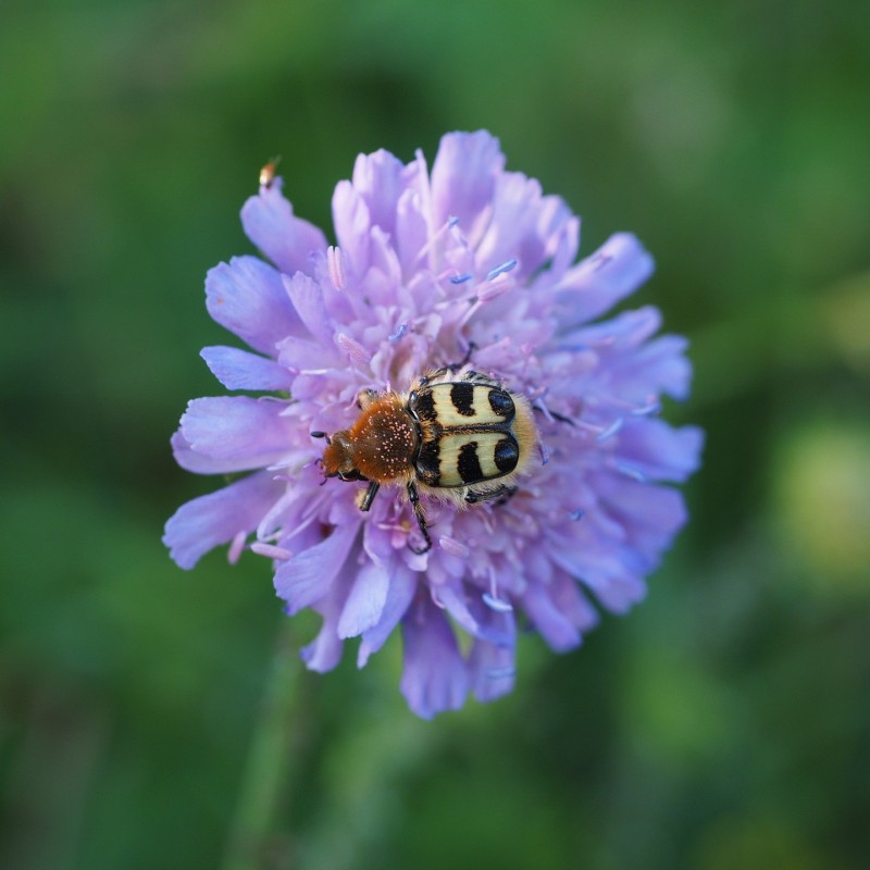 Succisa pratensis - Djævelsbid