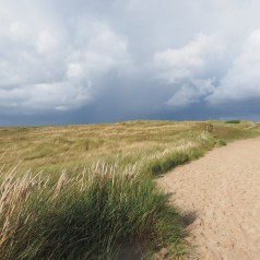 Ammophila arenaria - Sandhjælme