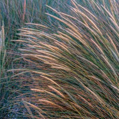 Ammophila arenaria - Sandhjælme