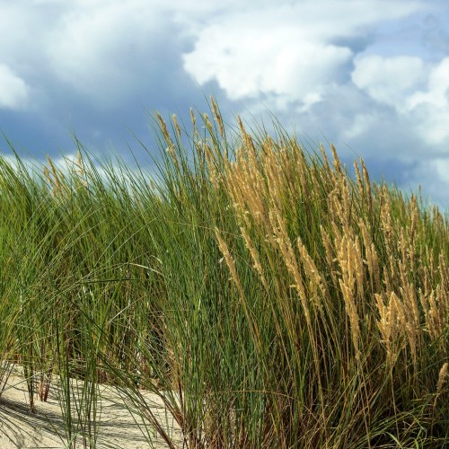 Ammophila arenaria - Sandhjælme