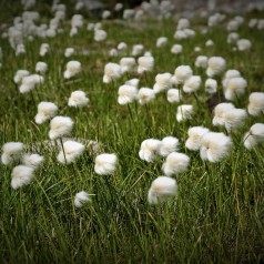 Eriophorum vaginatum - Tuekæruld