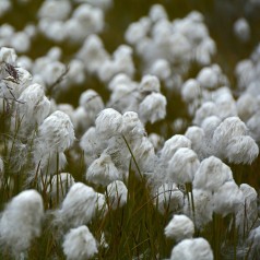 Eriophorum vaginatum - Tuekæruld