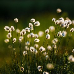 Eriophorum vaginatum - Tuekæruld