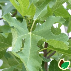 Gudhjem Bornholmsk Figen - Ficus carica Gudhjem