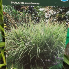 Phalaris arundinacea - Rørgræs