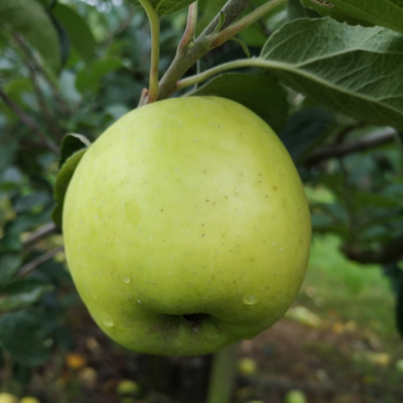 Æbletræ Filippa