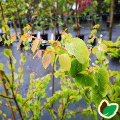 Cercidiphyllum japonicum Glowball - Kugleformet Hjertetræ