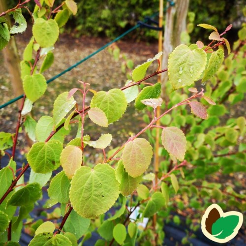 Cercidiphyllum japonicum Glowball - Kugleformet Hjertetræ