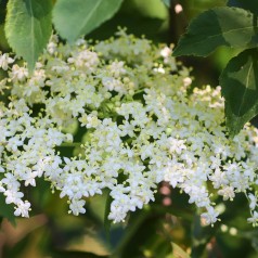 Almindelig Hyld 40-80 cm. - Bundt med 10 stk. barrodsplanter - Sambucus nigra