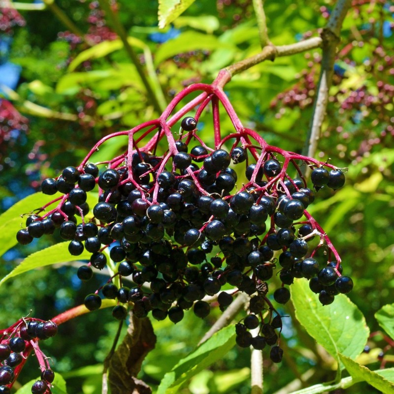 Almindelig Hyld 40-80 cm. - Bundt med 10 stk. barrodsplanter - Sambucus nigra