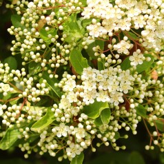 Almindelig Hyld, Sambucus nigra