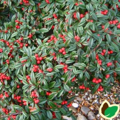 Cotoneaster horizontalis / Dværgmispel