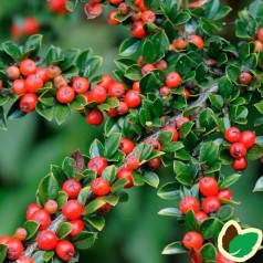 Cotoneaster horizontalis / Dværgmispel