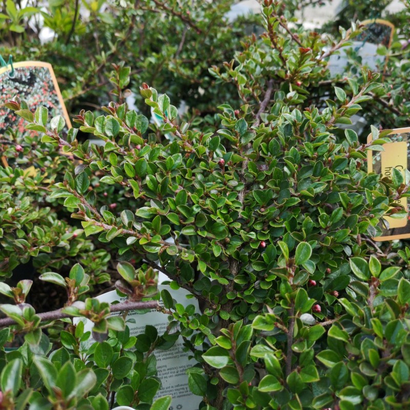 Cotoneaster horizontalis / Dværgmispel Cotoneaster horizontalis / Dværgmispel