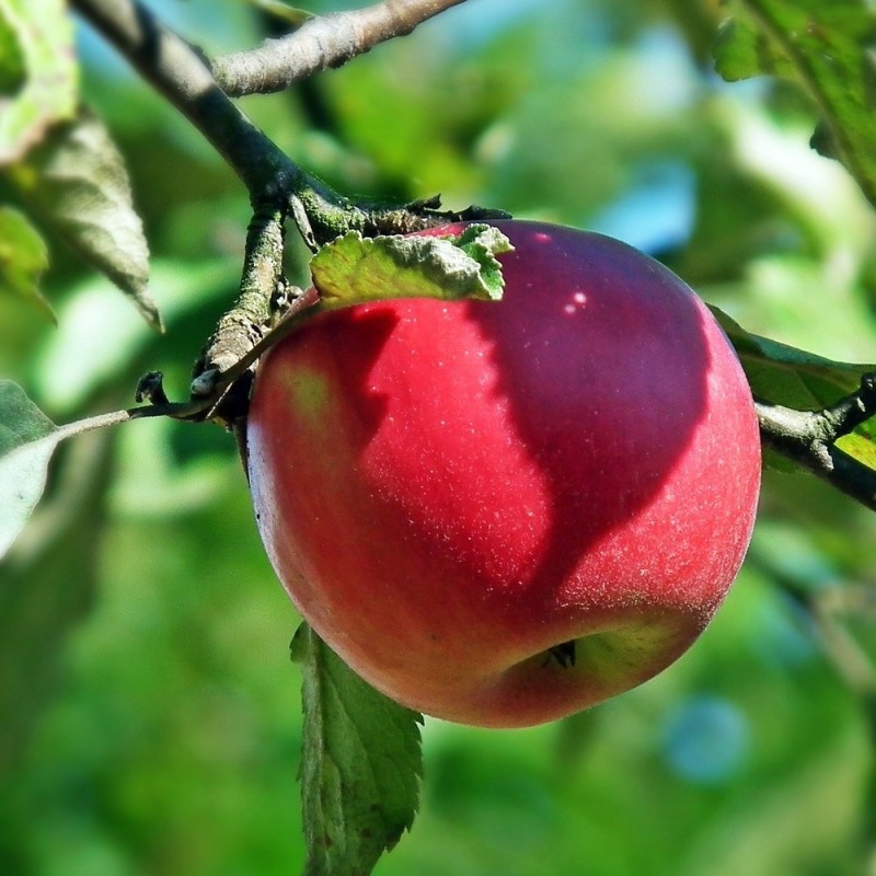 Æbletræ Rød Topaz - Malus domestica Rød Topaz