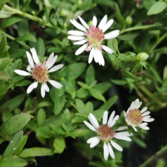 Aster lateriflorus Horizontalis / Asters / Sommerens Farvel