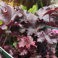 Heuchera hybrid Black Beauty - Alunrod