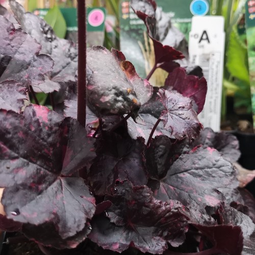 Heuchera hybrid Midnight Rose / Alunrod