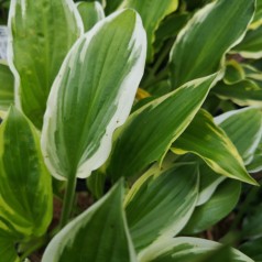 Hosta hybrid So Sweet / Funkia