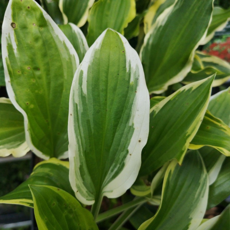 Hosta hybrid So Sweet / Funkia