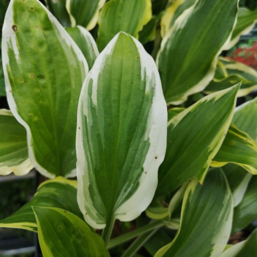 Hosta hybrid So Sweet / Funkia