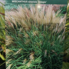 Miscanthus sinensis Adagio / Elefantgræs