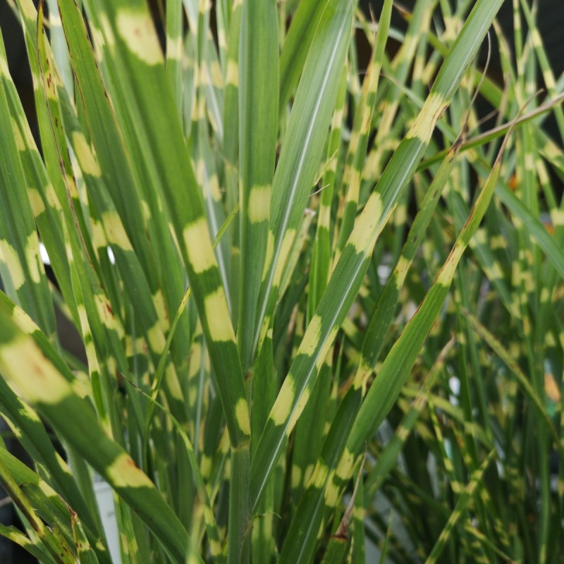 Miscanthus sinensis Strictus / Zebragræs