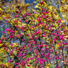 Almindelig Benved, Euonymus europaeus