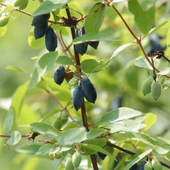 Blåfrugtet Gedeblad - Lonicera caerulea