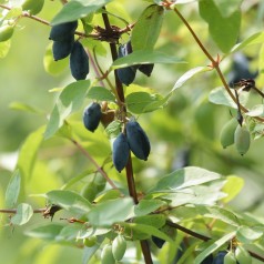 Blåfrugtet Gedeblad 30-50...