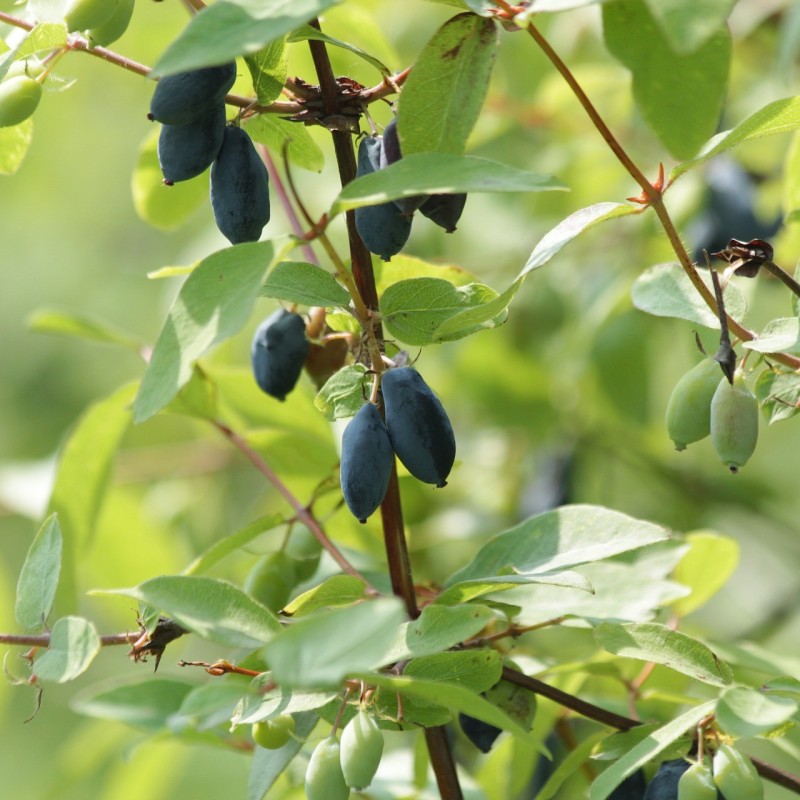 Blåfrugtet Gedeblad 30-50 cm.- Bundt Med 10 Stk. Barrodsplanter - Lonicera caerulea