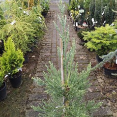 Sequoiadendron giganteum Glaucum - Mammuttræ / 50-60 cm.