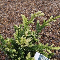 Sequoia sempervirens Adpressa - Mammuttræ