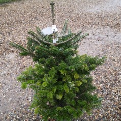 Koreagran 50-70 cm. - Abies koreana