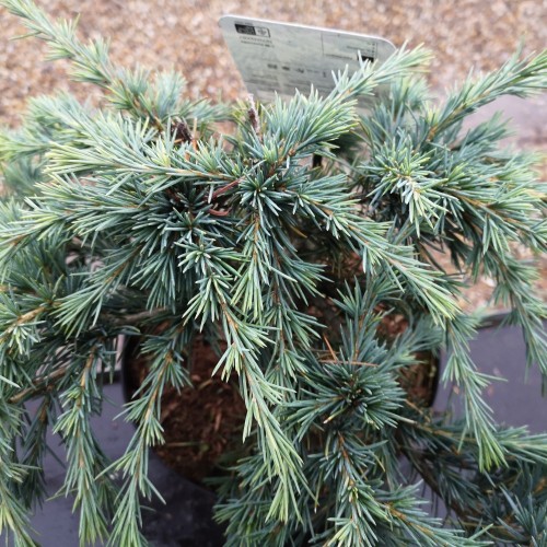 Cedrus deodara Feeling Blue - Krybende Ceder