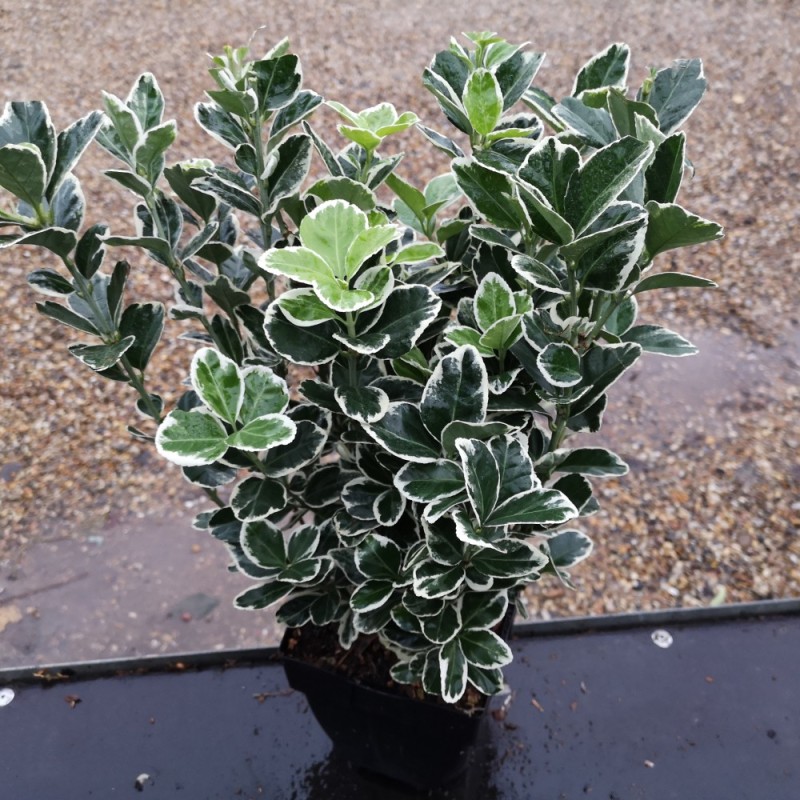 Euonymus japonicus Kathy - Hvidrandet Benved Euonymus japonicus Kathy - Hvidrandet Benved
