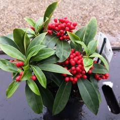 Skimmia japonica Reevesiana - Vinterbær