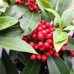 Skimmia japonica Reevesiana - Vinterbær