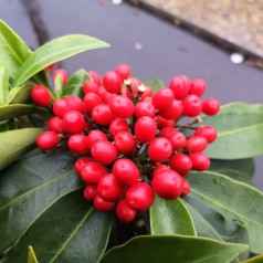 Skimmia japonica Reevesiana - Vinterbær