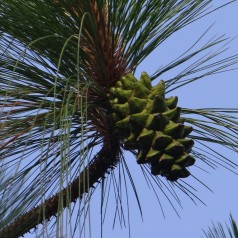 Tårefyr - Pinus wallichiana 25-30 cm.