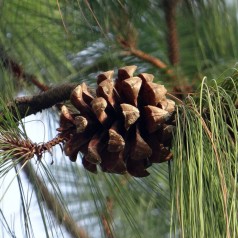 Tårefyr - Pinus wallichiana 25-30 cm.