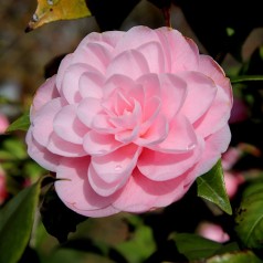 Camellia japonica Rose - Kamelia / 30-40 cm.