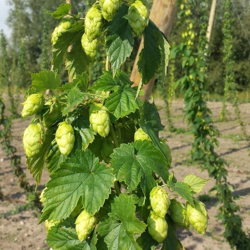 Humle Centennial ( Hunplante ) - Humulus lupulus Centennial