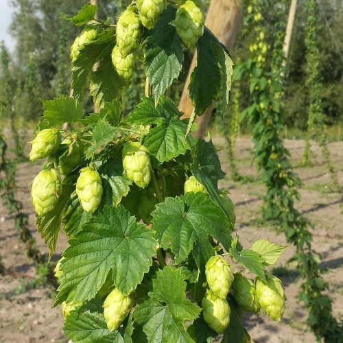 Humle Centennial ( Hunplante ) - Humulus lupulus Centennial