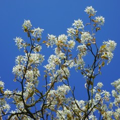 Amelanchier alnifolia Martin - Ellebladet bærmispel / Saskatoon Berry